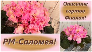 Описание сортов Фиалок! РМ-Саломея!