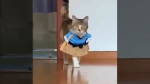 Идея лежанки для питомца.