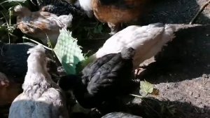 Мои цыплята / Разновозрастные ЦЫПЛЯТА в одной клетке / Дал листья винограда, свёклу и семечки