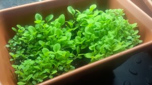 20.03.2026 Обзор рассады на полках.