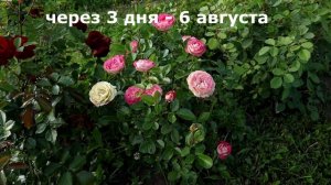 Роза Акрополис - хамелион. Интервальная съемка каждые 3 дня - до полного роспуска.
