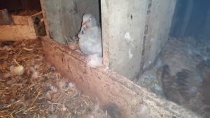 ВЫВОД индоутят! / Уточка спрятала утят / Сколько вывелось утят под молодой уточкой