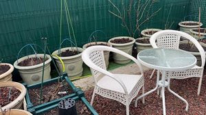 В саду 20 марта 26г🌿