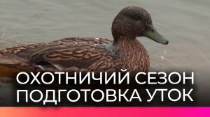 Сезон охоты близко: подсадных уток в Новгородской области готовят к работе