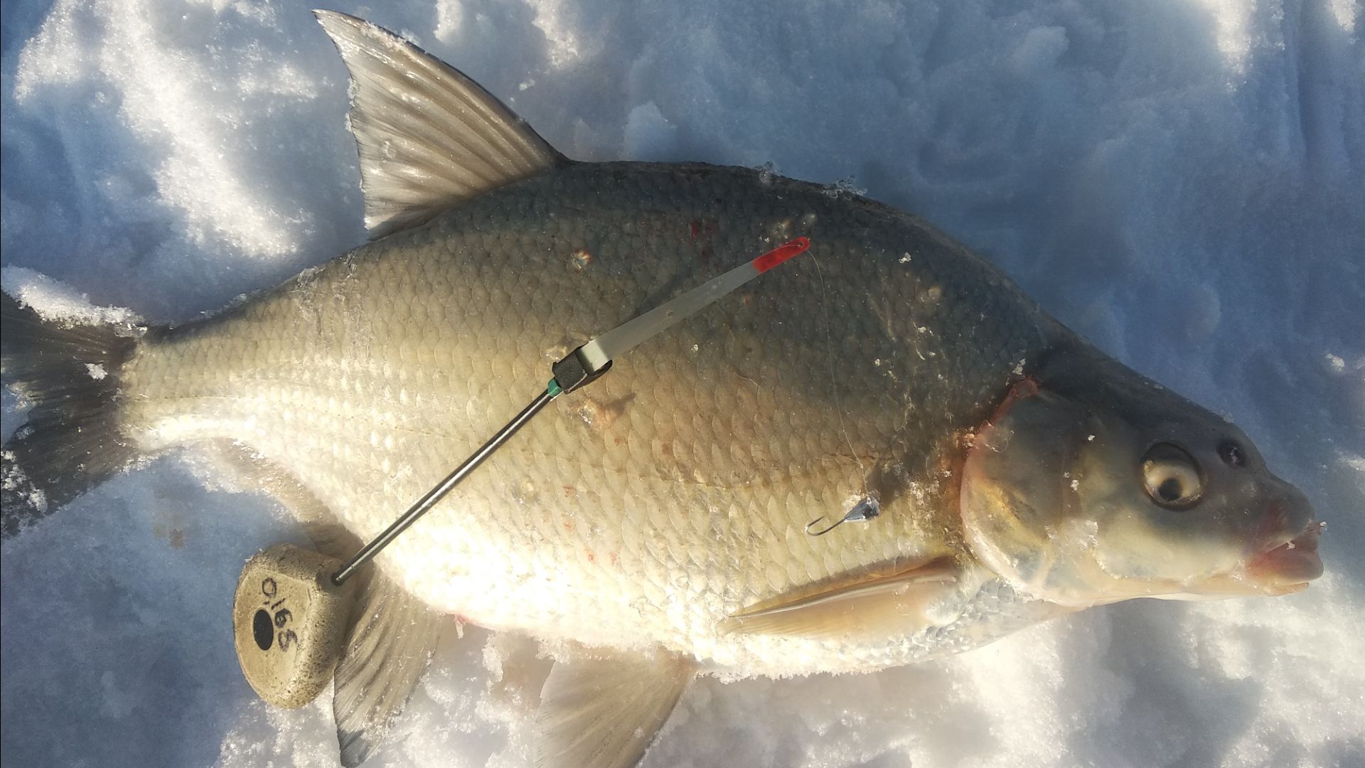 С МОРМЫШКОЙ ЗА ЛЕЩОМ НА РЕКУ.