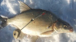 С МОРМЫШКОЙ ЗА ЛЕЩОМ НА РЕКУ.