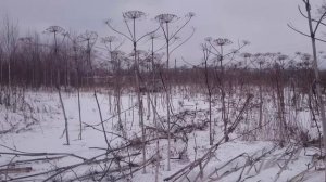 Валим борщевик