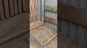 "Моя голубятня" - голуби Гоголева Николая, с. Сидоры Михайловского района Волгоградской области.