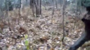 ОХОТА НА МЕДВЕДЯ С ЛАЙКАМИ В ТАЙГЕ ЮЖНОГО УРАЛА