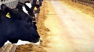 В Тверской области расширена поддержка предприятий малого бизнеса – переработчиков сырого молока