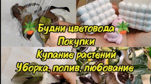 Цветочные будни | Покупки для комнатных растений| Купание, уборка, полив, любование и др.