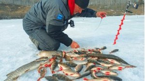Лучшая рыбалка по последнему льду. Такой раздачи ждал всю зиму.