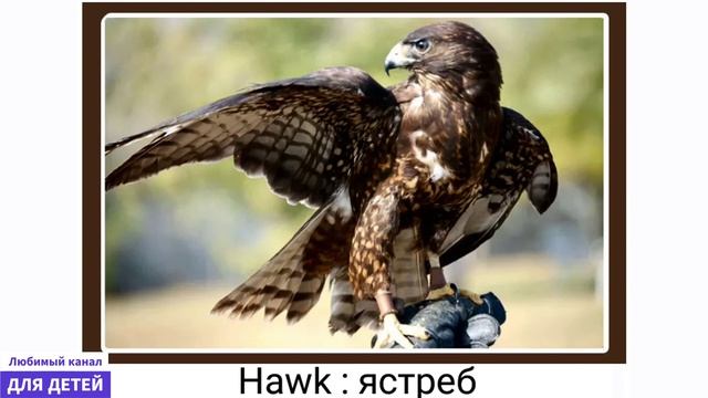 +-+-Мультики про животных - Голоса животных Англ (16) — сделано в Clipchamp