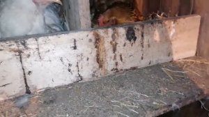 Обзор моего курятника! / Больше 10 квочек? / Скоро будут цыплята