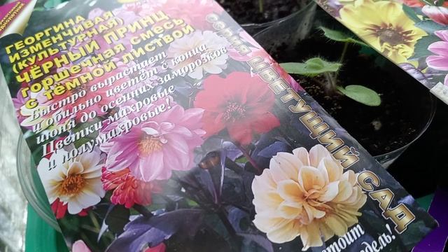 ГЕОРГИНА. СЕЮ.