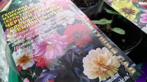 ГЕОРГИНА. СЕЮ.