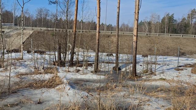 Дикий кабан