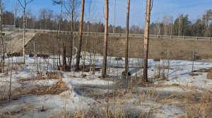 Дикий кабан