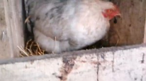 Выпускаю кур и уток из курятника / Мускусные утки, утка прилетела на этот двор / курочка снесла яйцо