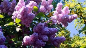 Фристайл и В. Казаченко - Сирень