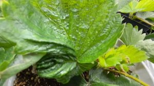 1 Февраля КЛУБНИКА Руби Энн ЗИМОЙ [8 часть]