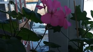 ЖИЗНЬ В ДЕРЕВНЕ🏡 ТО ОДНО -ТО ДРУГОЕ.  РАССАДА НА СВОЕМ ОКНЕ🌱