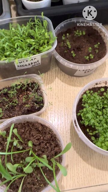 Моя рассада и семена цветов, что посеяла и что выросло.