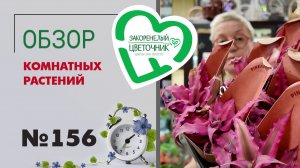 Поставка растений: распаковка и обзор. Чудо кактусы, огромные папоротники, последние азалии сезона.