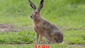 Учим животных для малышей