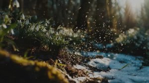 Подснежники (Дыхание весны)