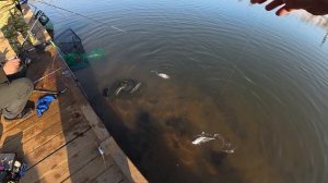 Раздача форели на платном  водоёме