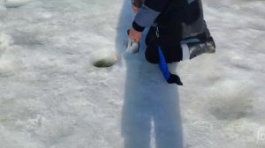 Основной водоём.Поимки Форели