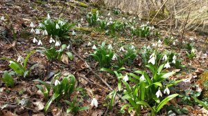 Прогулка в весеннем лесу | Антонио Вивальди. "Весна"