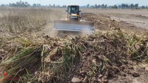 It's Wow! NEW First_ Expert_ Cutting Clear Or Plow Land With Dozer SHANTUI Trimming Land Clearing
