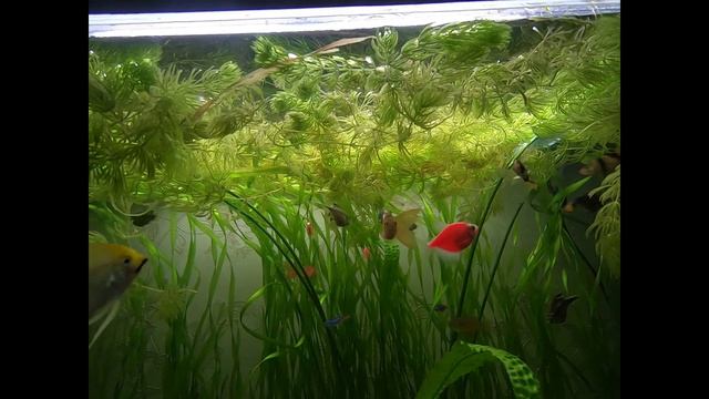 Аквариум. барбусы и попугаи пыаются достать раненую  тетру