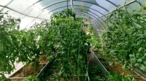 62-Дача.Томаты завязывают плоды..06.07.22.