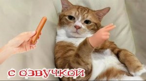 ПРИКОЛЫ С КОТАМИ! - С ОЗВУЧКОЙ! Самые смешные животные! СМЕШНЫЕ КОТЫ!