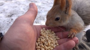 Немного о Балерине