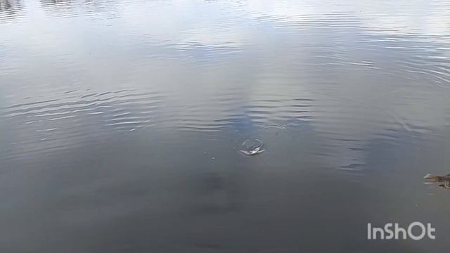 рыбалка на живца