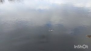 рыбалка на живца