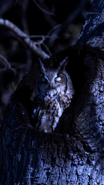 Ночные прогулки