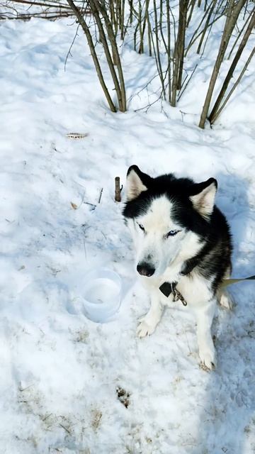 Первый блин комом или Комам?
Мнение Эксперта.