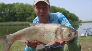 Рыбалка на толстолобика тут его больше чем карася