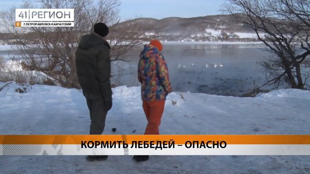Кормить лебедей опасно