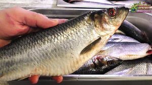 Как засолить сельдь перед копчением Профессиональный метод засолки селедки