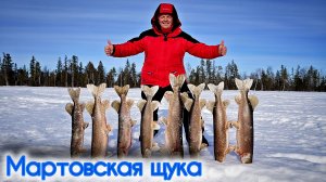 КАКОЙ ЖИВЕЦ ТАКАЯ И ЩУКА