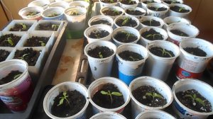 ПИКИРОВКА ТОМАТОВ.РАССАДА НА ЛОДЖИИ