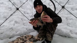 ВОТ И ПОЛОВИЛ ЖИВЦА, а тут ТАКИЕ КАБАНЫ... Рыбалка на карася.