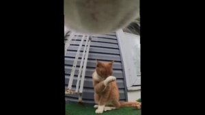 Блогер купил несколько экшн-камер, чтобы снимать повседневную жизнь уличных животных от первого лица