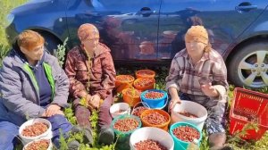 За ягодами // для мамочки // архив 2024 г